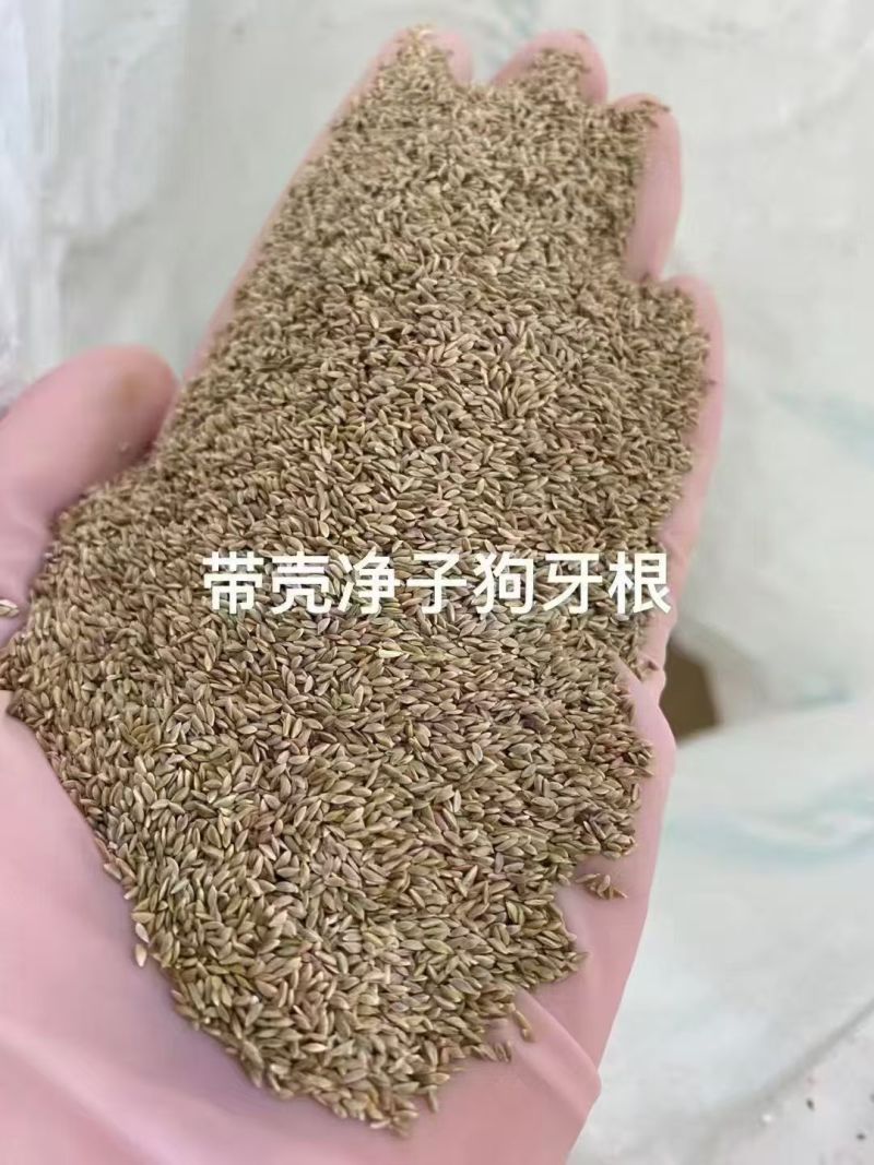 进口狗牙根草坪种子匍匐茎种籽护坡固土草籽耐旱
