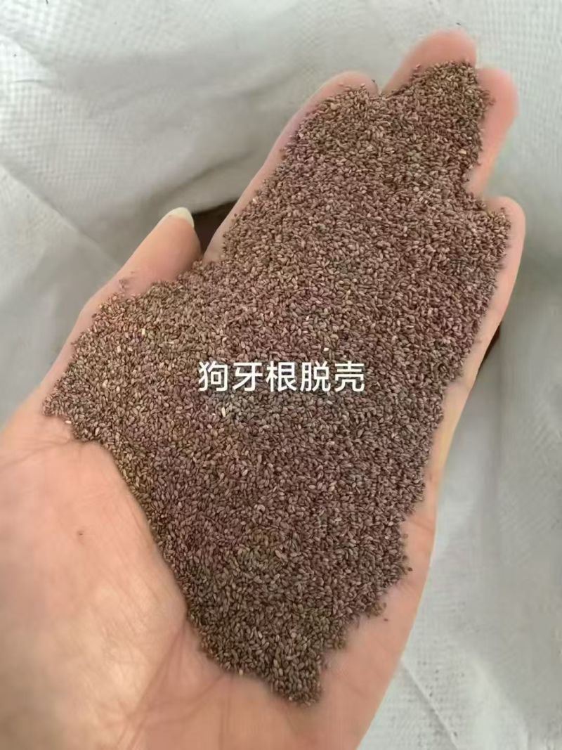 进口狗牙根草坪种子匍匐茎种籽护坡固土草籽耐旱