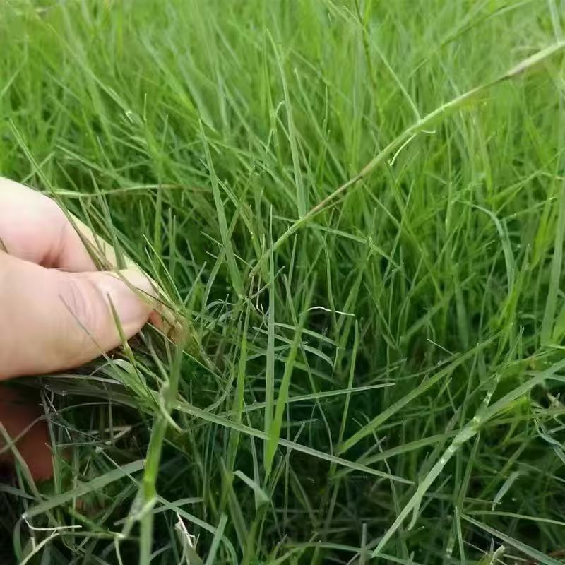 进口狗牙根草坪种子匍匐茎种籽护坡固土草籽耐旱
