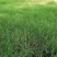 进口狗牙根草坪种子匍匐茎种籽护坡固土草籽耐旱