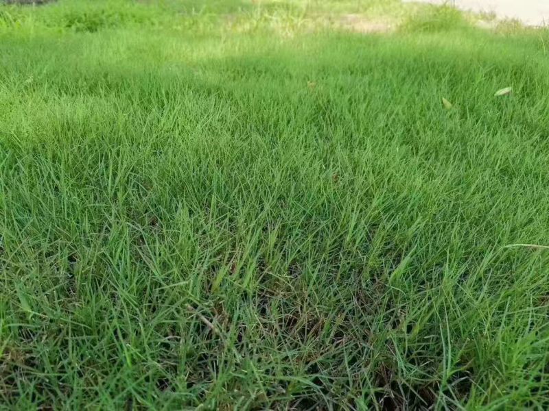 进口狗牙根草坪种子匍匐茎种籽护坡固土草籽耐旱