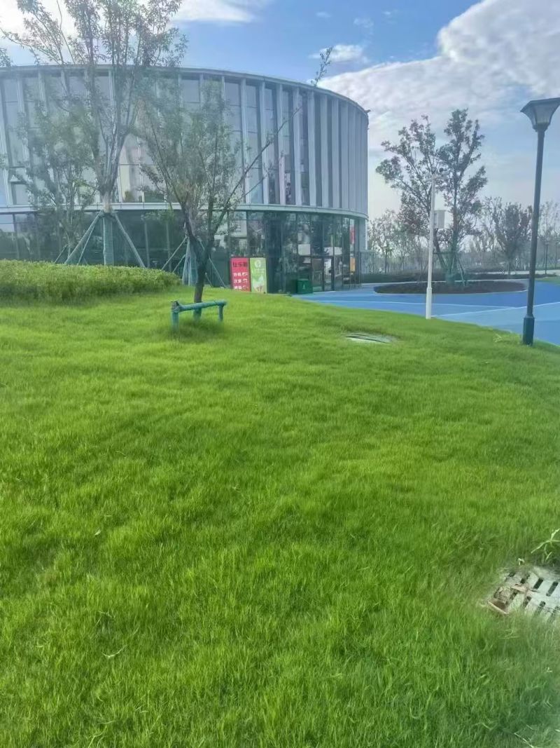 进口狗牙根草坪种子匍匐茎种籽护坡固土草籽耐旱