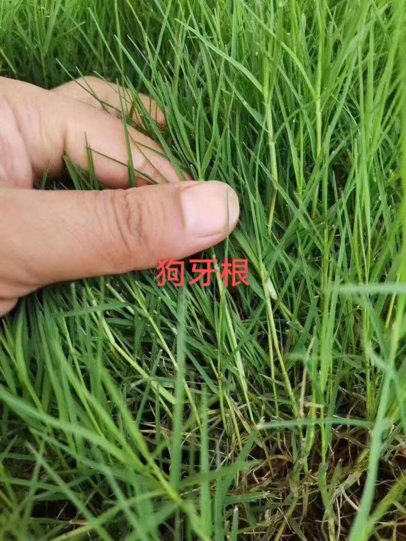 进口狗牙根草坪种子匍匐茎种籽护坡固土草籽耐旱