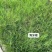 进口狗牙根草坪种子匍匐茎种籽护坡固土草籽耐旱