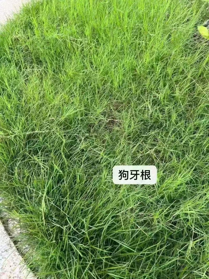 进口狗牙根草坪种子匍匐茎种籽护坡固土草籽耐旱