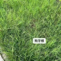 进口狗牙根草坪种子匍匐茎种籽护坡固土草籽耐旱
