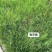 进口狗牙根草坪种子匍匐茎种籽护坡固土草籽耐旱