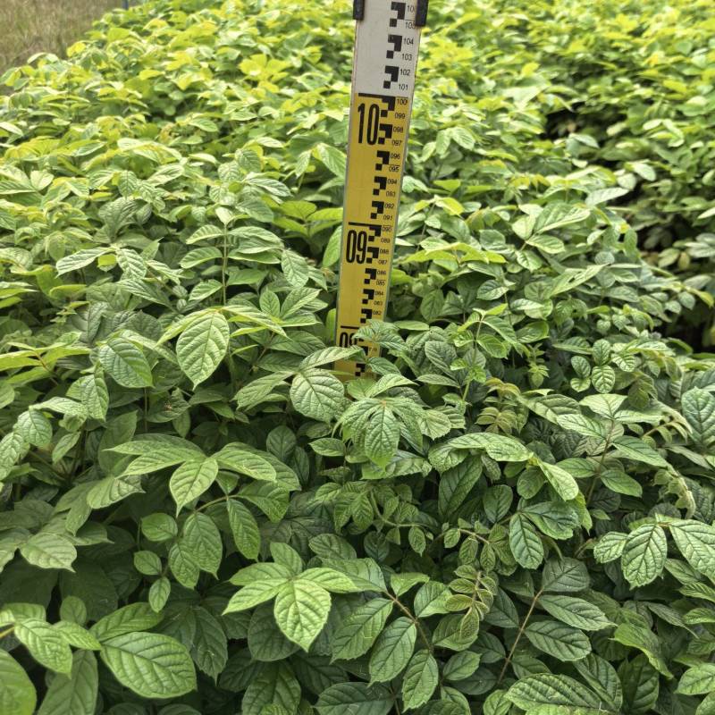 火焰木绿化苗木基地自产自销量大价格优惠