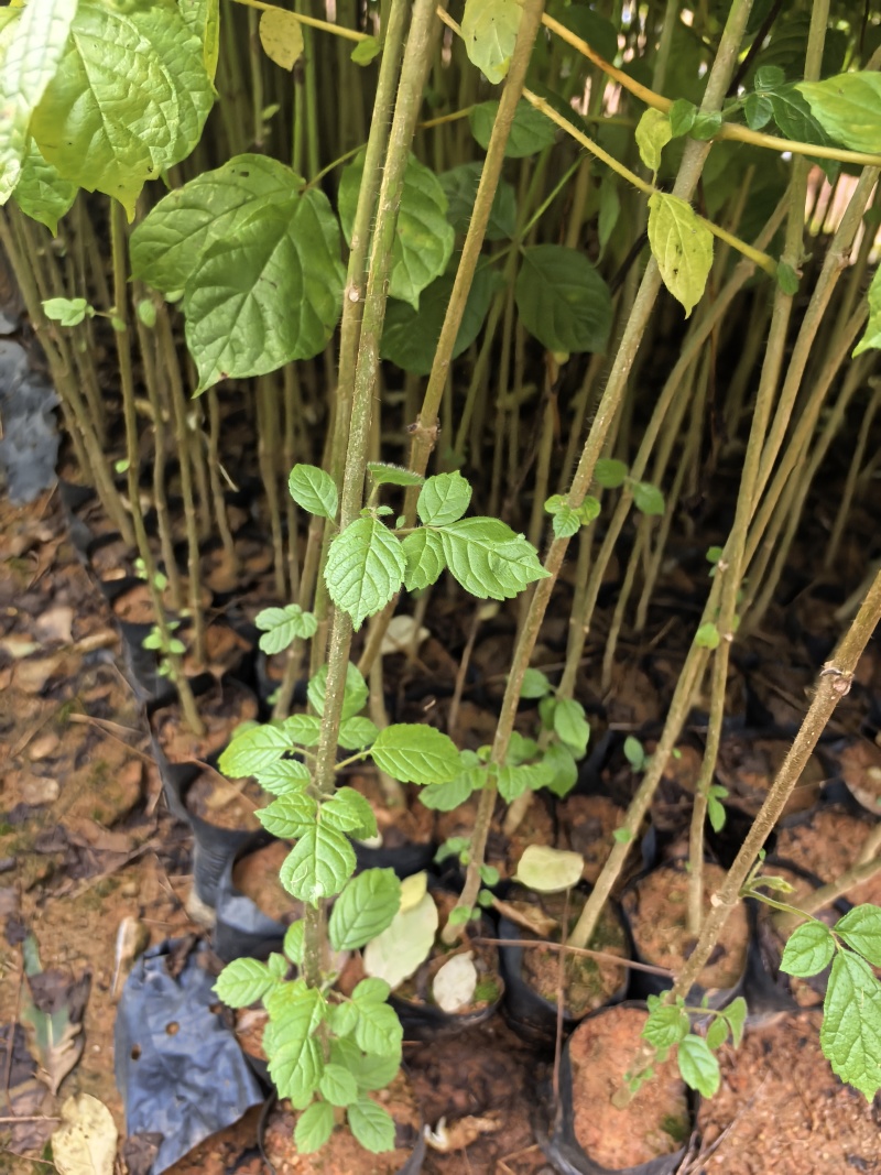 火焰木绿化苗木基地自产自销量大价格优惠