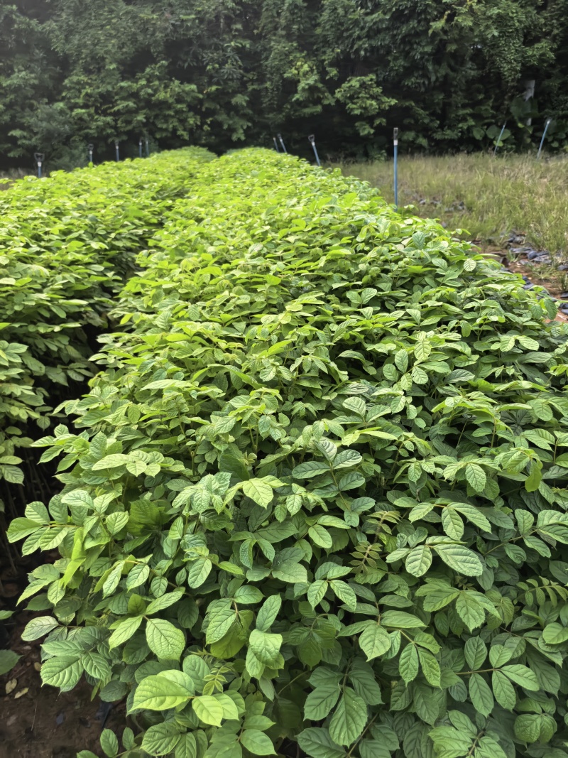火焰木绿化苗木基地自产自销量大价格优惠