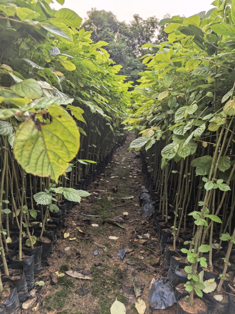 火焰木绿化苗木基地自产自销量大价格优惠