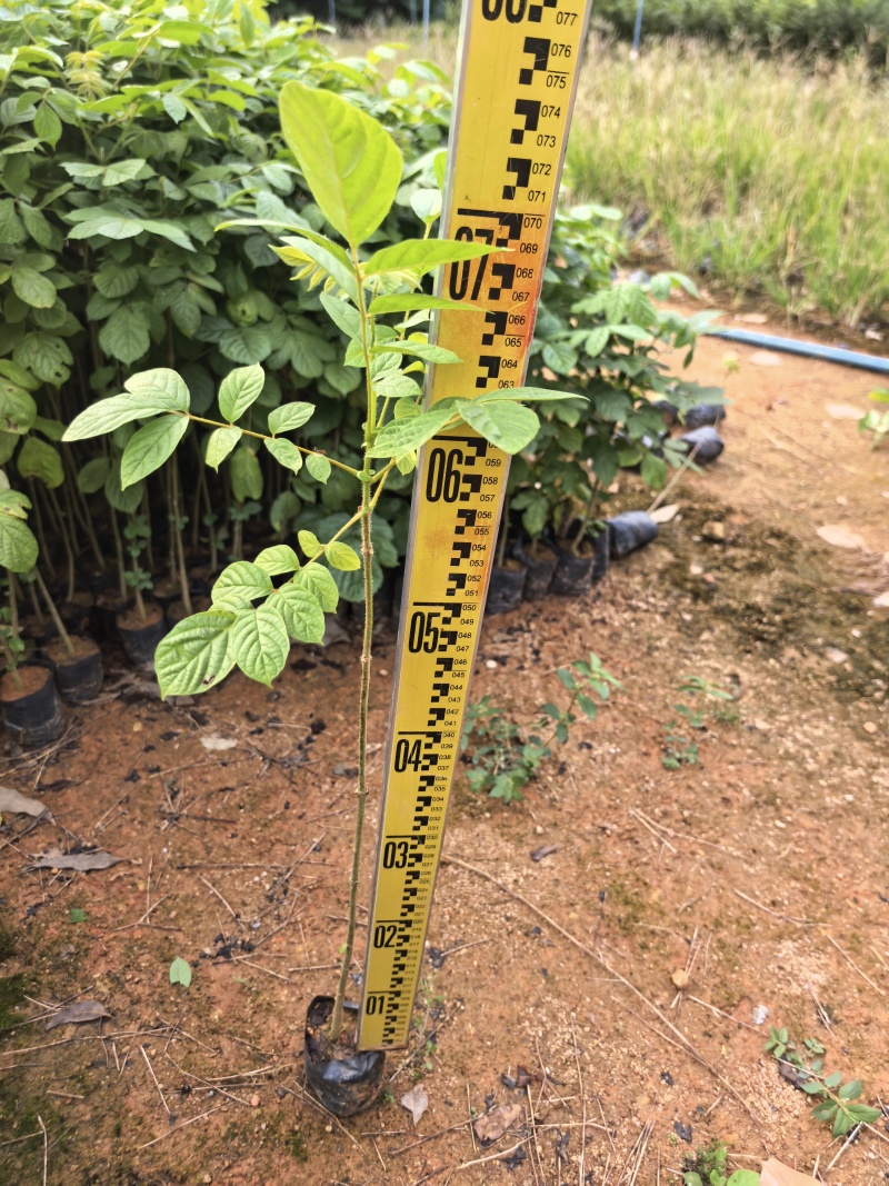 火焰木绿化苗木基地自产自销量大价格优惠