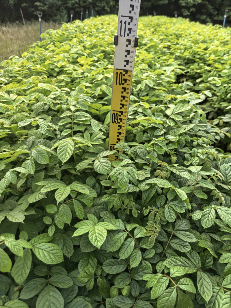 火焰木绿化苗木基地自产自销量大价格优惠