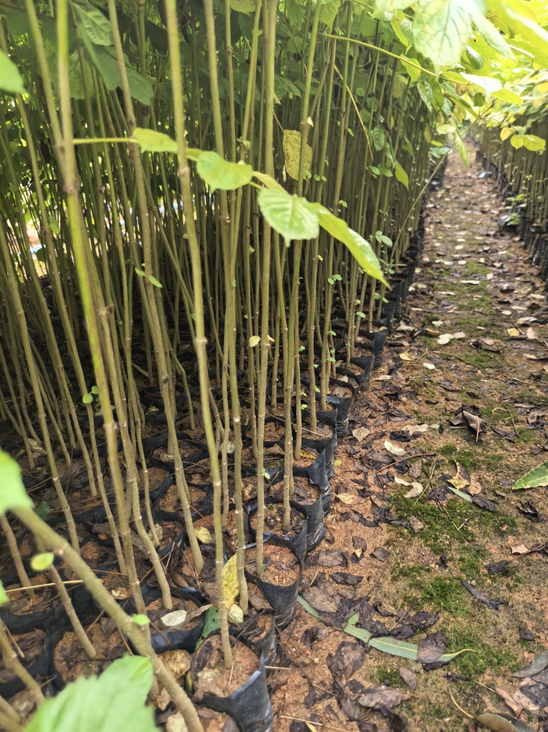 火焰木绿化苗木基地自产自销量大价格优惠