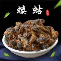 蝼蛄土蝼蛄中药材干货无硫中药材合作共赢诚信经营