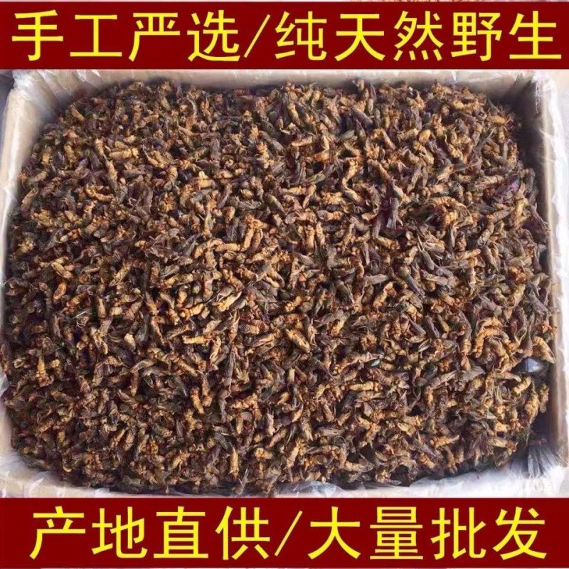 蝼蛄土蝼蛄中药材干货无硫中药材合作共赢诚信经营