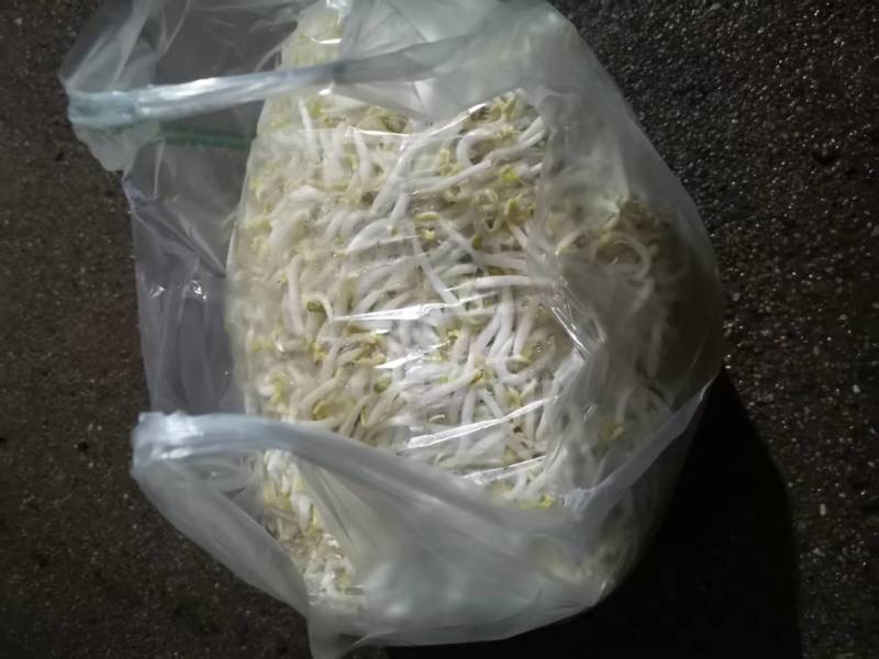 厂家直发豆芽黄豆芽绿豆芽自家工厂直供量大从优
