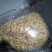 厂家直发豆芽黄豆芽绿豆芽自家工厂直供量大从优