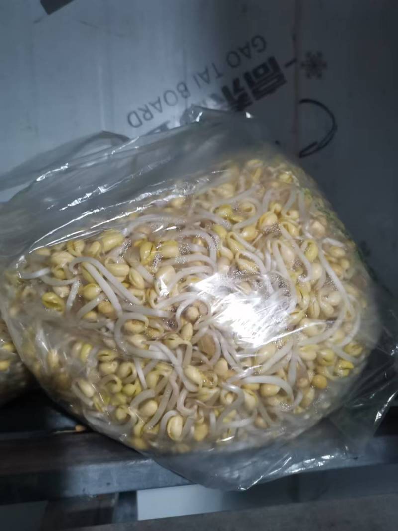 厂家直发豆芽黄豆芽绿豆芽自家工厂直供量大从优