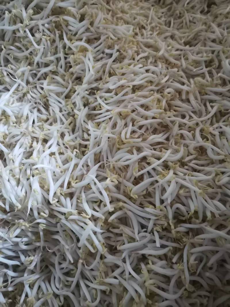 厂家直发豆芽黄豆芽绿豆芽自家工厂直供量大从优