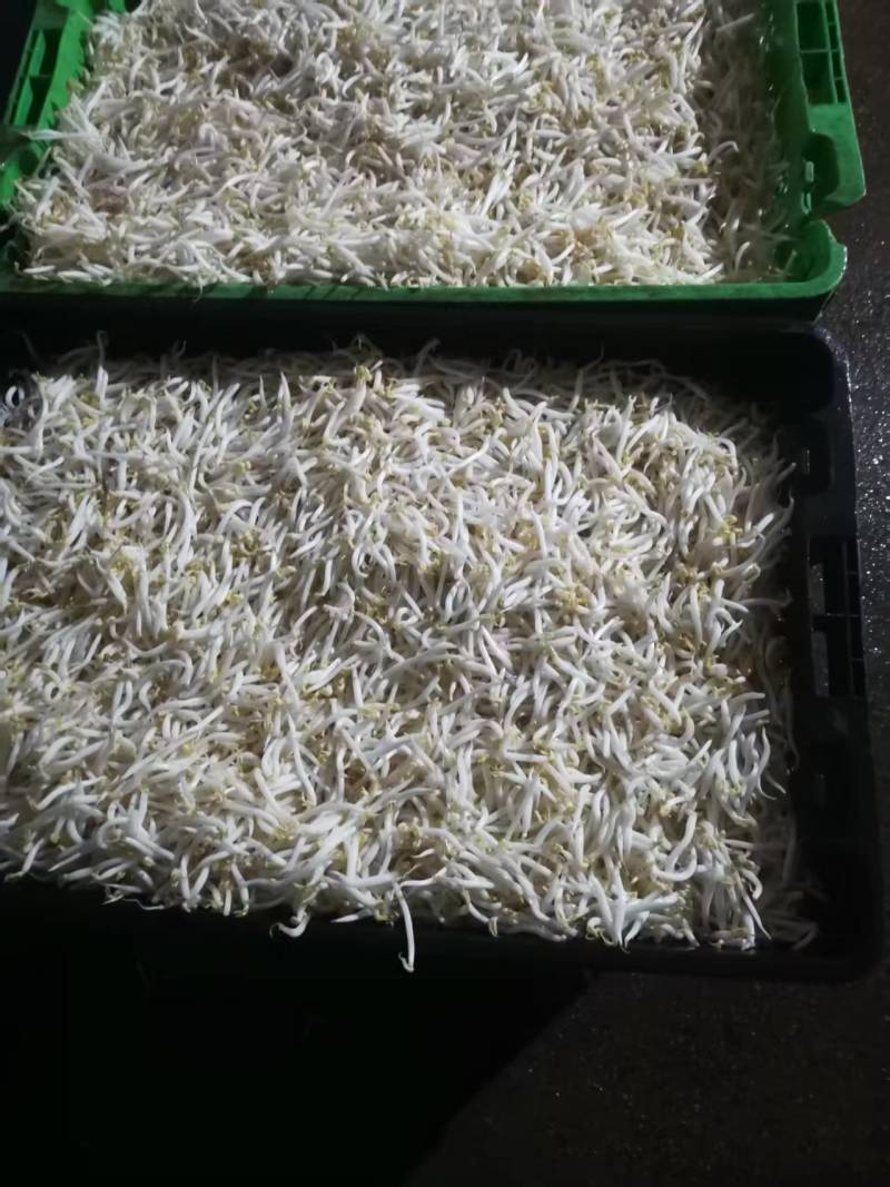 厂家直发豆芽黄豆芽绿豆芽自家工厂直供量大从优