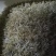 厂家直发豆芽黄豆芽绿豆芽自家工厂直供量大从优