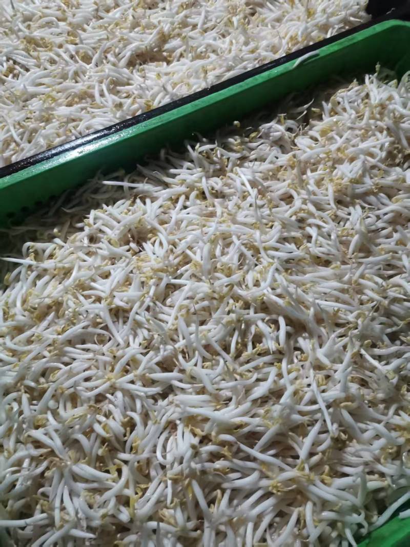 厂家直发豆芽黄豆芽绿豆芽自家工厂直供量大从优