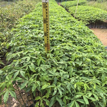 大腹木棉绿化苗木自家基地自产自销量大价格优惠