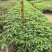 大腹木棉绿化苗木自家基地自产自销量大价格优惠