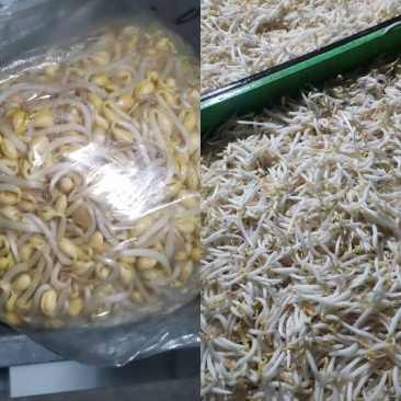 厂家直发豆芽黄豆芽绿豆芽自家工厂直供量大从优