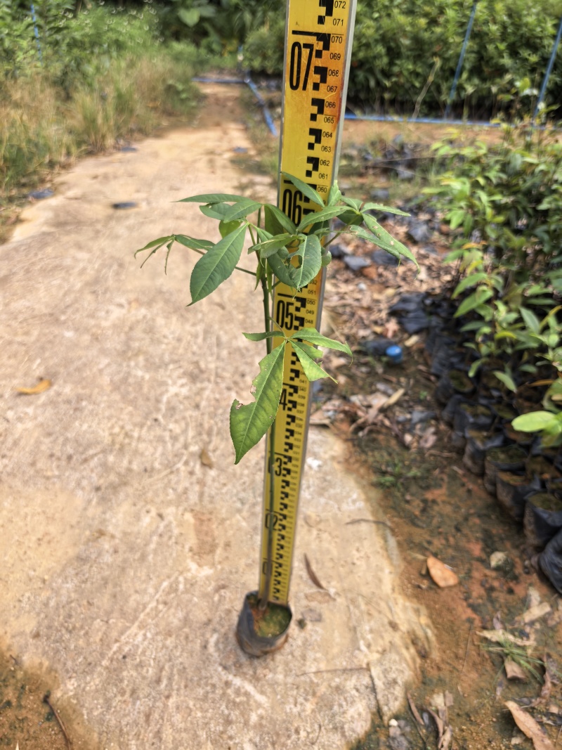大腹木棉绿化苗木自家基地自产自销量大价格优惠