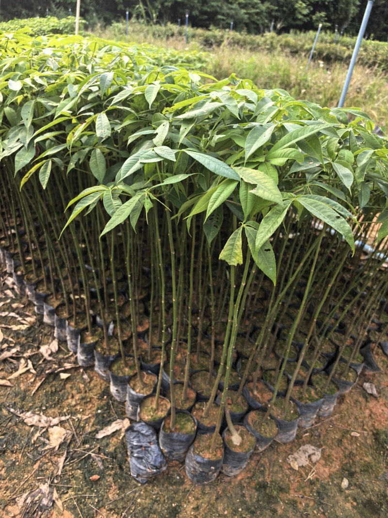 大腹木棉绿化苗木自家基地自产自销量大价格优惠
