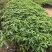 大腹木棉绿化苗木自家基地自产自销量大价格优惠
