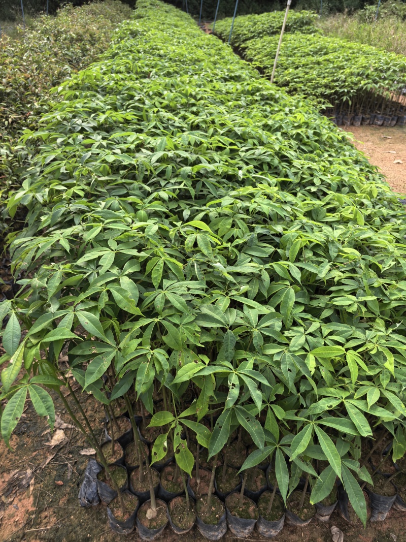 大腹木棉绿化苗木自家基地自产自销量大价格优惠
