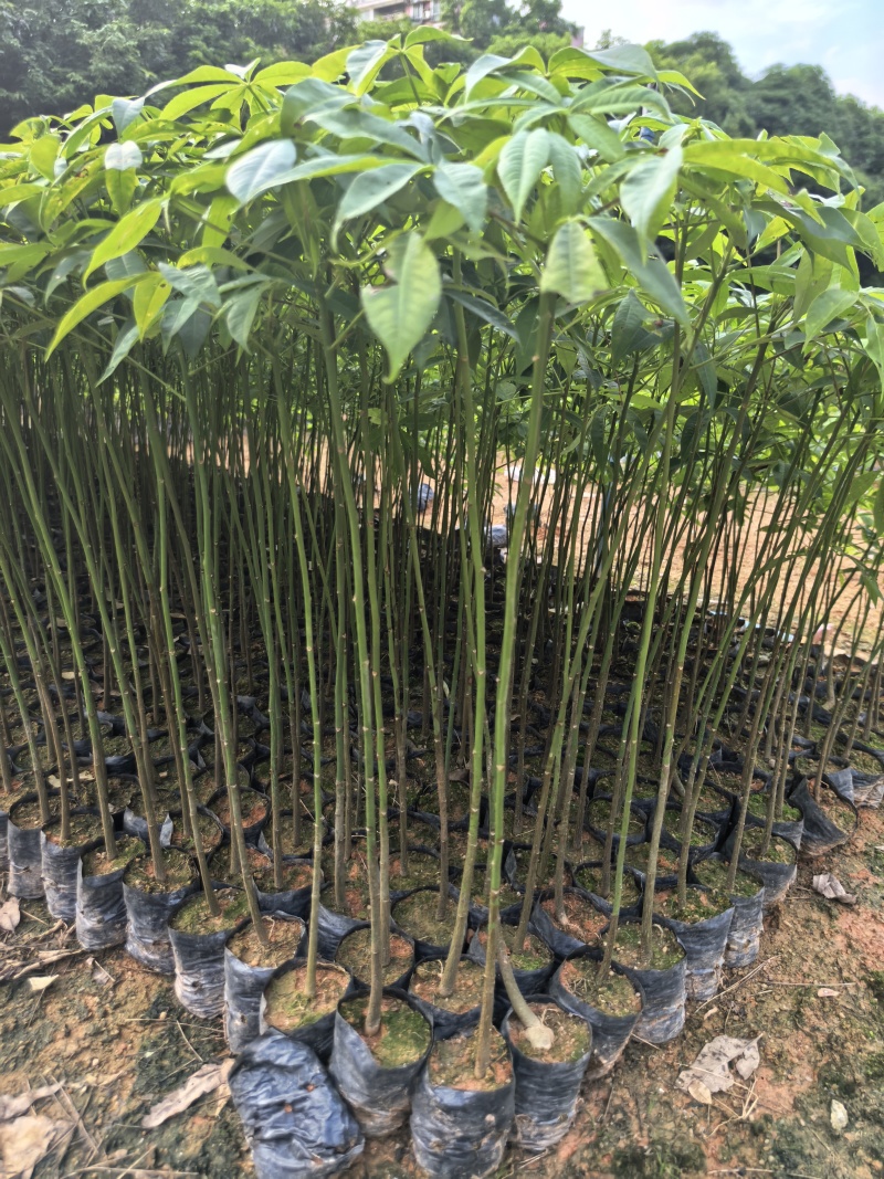 大腹木棉绿化苗木自家基地自产自销量大价格优惠