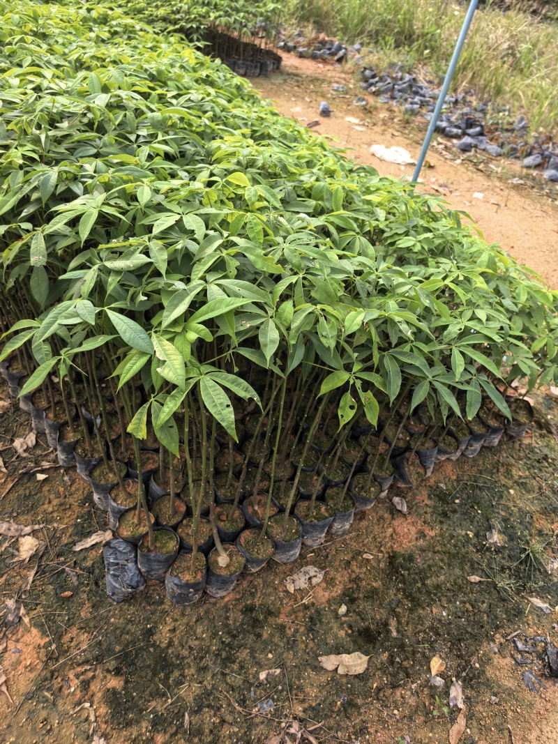 大腹木棉绿化苗木自家基地自产自销量大价格优惠