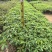 大腹木棉绿化苗木自家基地自产自销量大价格优惠