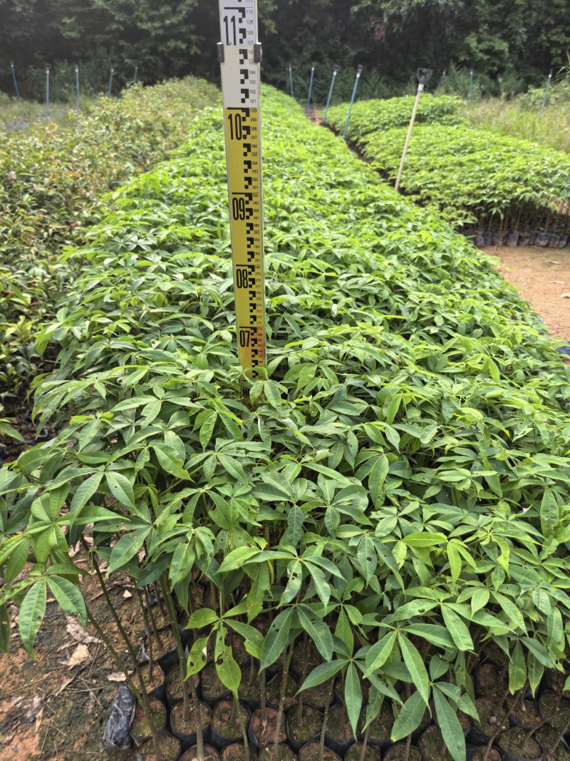 大腹木棉绿化苗木自家基地自产自销量大价格优惠