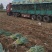 300亩铁杆大葱陆续上市中，目前大量供应各大市场，电商。