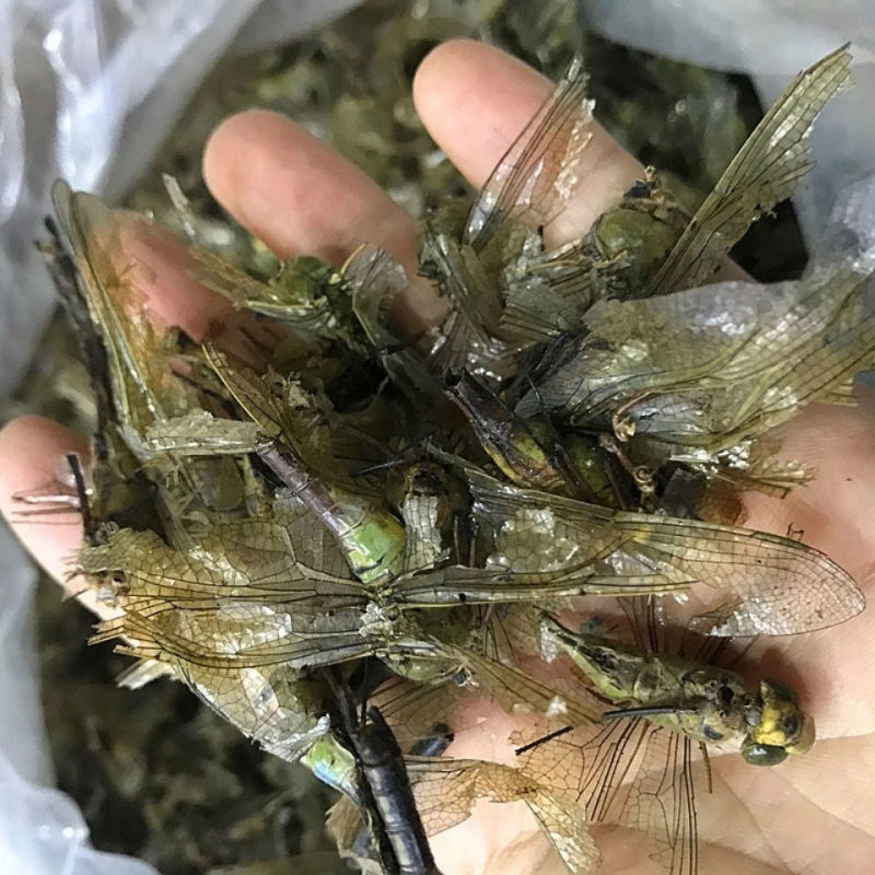蜻蜓中药材蜻蜓绿蜻蜓正品精选中药材合作共赢