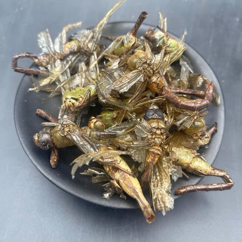 蜻蜓中药材蜻蜓绿蜻蜓正品精选中药材合作共赢