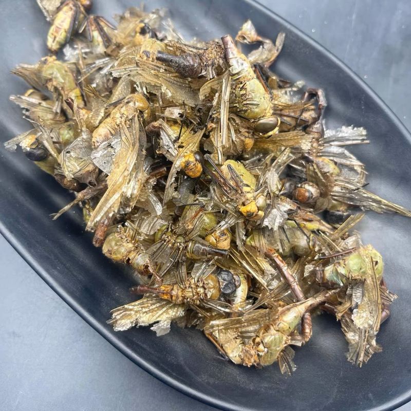 蜻蜓中药材蜻蜓绿蜻蜓正品精选中药材合作共赢