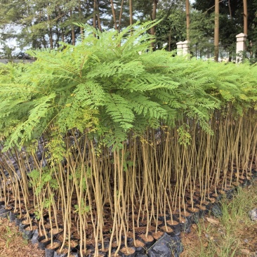 蓝花楹庭院绿植自家基地直供量大价格优惠