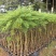 蓝花楹庭院绿植自家基地直供量大价格优惠