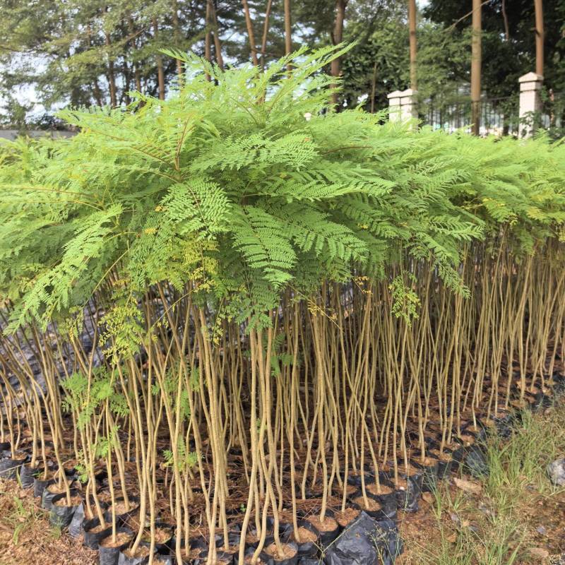 蓝花楹庭院绿植自家基地直供量大价格优惠