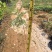 蓝花楹庭院绿植自家基地直供量大价格优惠