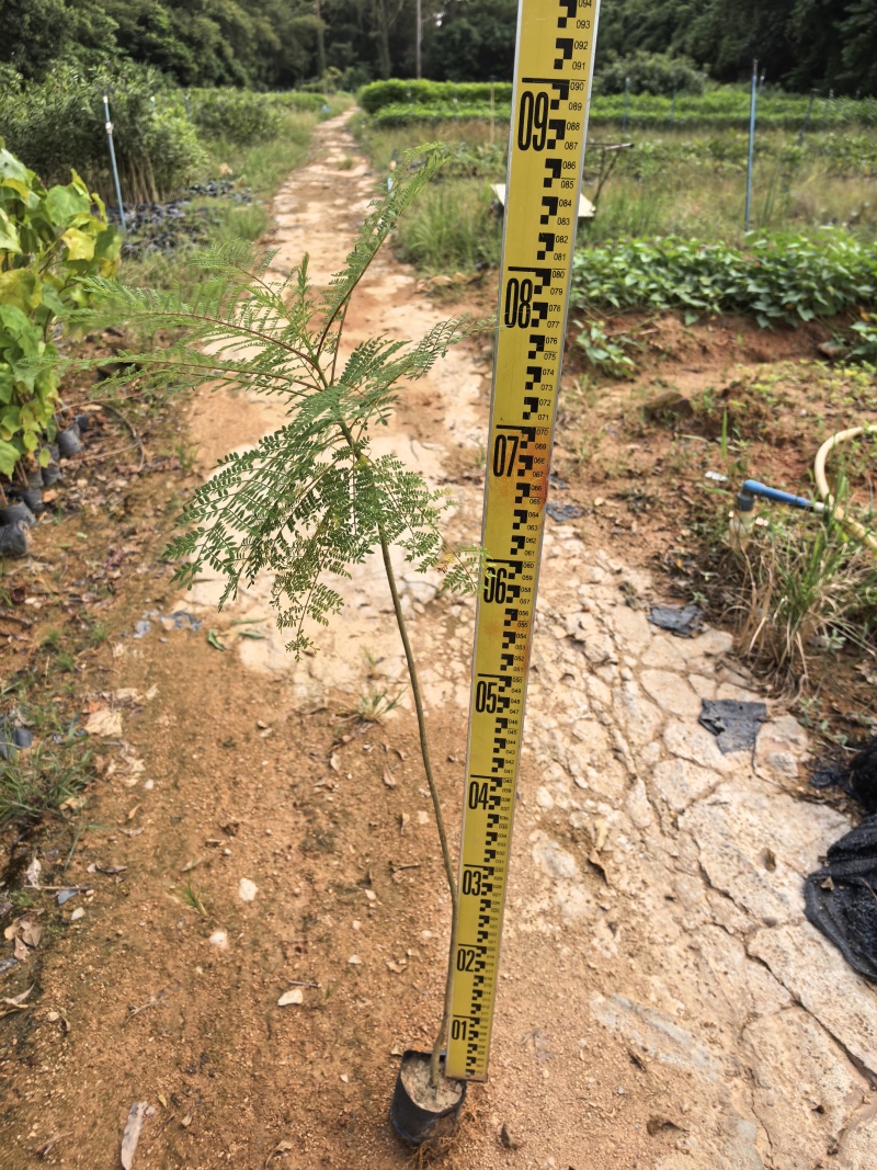 蓝花楹庭院绿植自家基地直供量大价格优惠