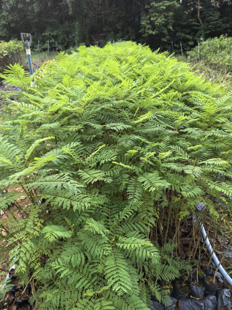 蓝花楹庭院绿植自家基地直供量大价格优惠