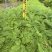 蓝花楹庭院绿植自家基地直供量大价格优惠