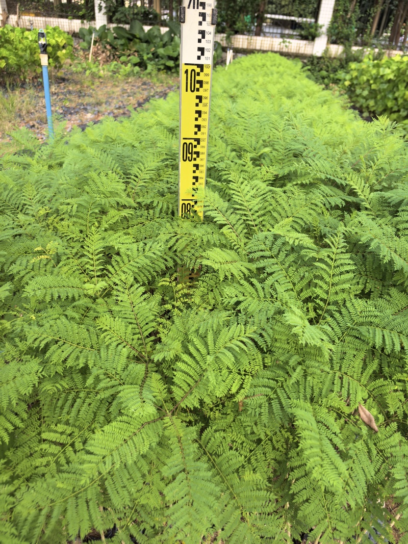 蓝花楹庭院绿植自家基地直供量大价格优惠